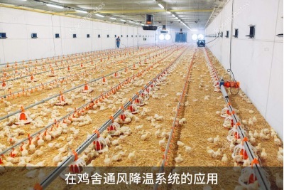 雞舍通風降溫系統怎樣能達到最好的通風效果？